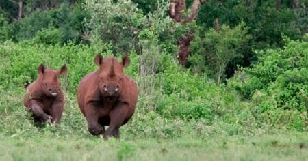 Black Rhino