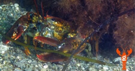 MIT’s LOBSTgER Project Uses AI and Photography to Visualize Changing Ocean Ecosystems MIT LOBSTgER Project