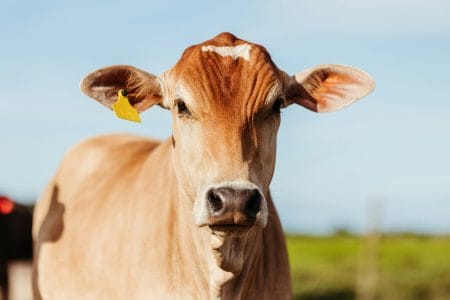 African Farmers Turn to Cow Facial Recognition and AI Soil Analysis to Head Off Looming Food Crisis Cattle
