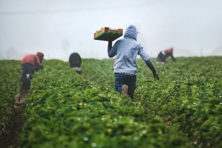 AI Set to Reshape South Africa’s Fruit Export Industry From Farm to Port Fruit Farm
